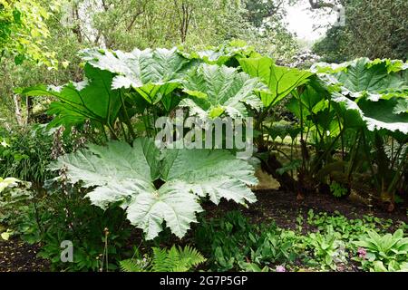 Longstock Water Gardens, Longstock, Hampshire, Inghilterra Foto Stock