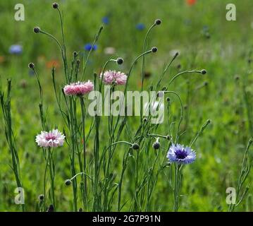 Centaurea ciano rosa Foto Stock