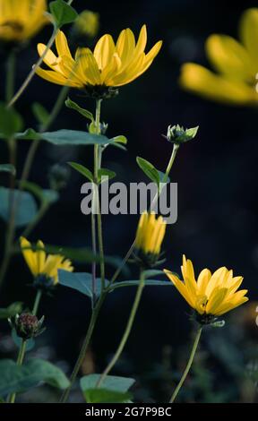 Il carciofo di Gerusalemme, Helianthus tuberosus Foto Stock