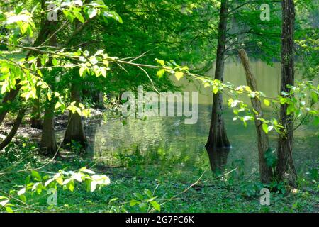 Airone bianco in lago splendidamente incorniciato dal verde nel Tom Brown Park, Tallahassee Florida Foto Stock