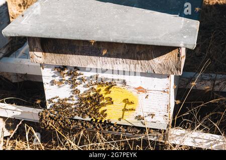 sciame di api alle porte di un alveare che produce miele e cera per overwintering con fuoco selettivo Foto Stock