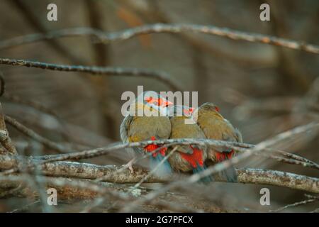 Uccello di fringuello rosso-bruno seduto in un albero. Foto Stock