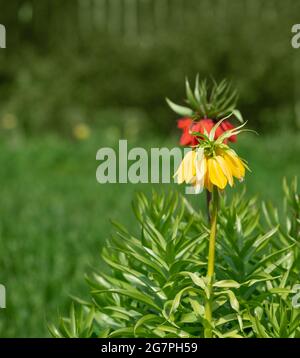 Fiore giallo e rosso Fritillaria imperialis su sfondo verde naturale. Corona imperiale, convento imperiale nel giardino. Pianta perenne. Copia s Foto Stock