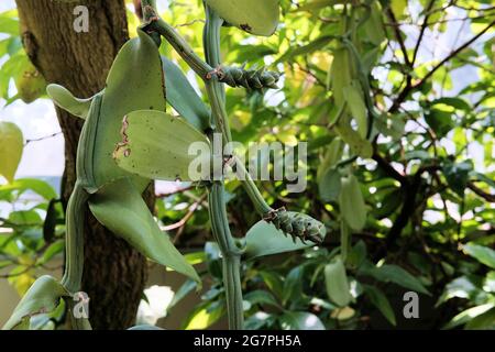 Vaniglia orchidea, Vanilla imperialis, ramo coltivato con steli mancanti semi di fagiolo. Foto Stock