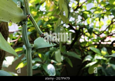 Vaniglia orchidea, Vanilla imperialis, ramo coltivato con steli mancanti semi di fagiolo. Foto Stock