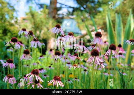 Echinacea purpurea fiori, una specie nordamericana di piante da fiore della famiglia dei girasoli, utilizzati per scopi medicinali nella medicina tradizionale. Foto Stock