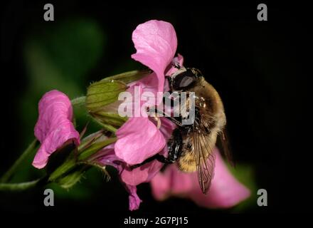 Un hoverfly che si nutra sul polline in un fiore rosa di geranio. Foto Stock