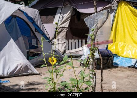 Reynosa, Messico. 15 luglio 2021. Un fiore giallo brillante cresce di fronte alle tende che occupano la piazza principale accanto al Ponte Internazionale. Credit: Lexie Harrison-Cripps/Alamy Live News Foto Stock