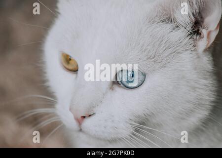 Primo piano di un gatto bianco con occhi di colore diverso Foto Stock