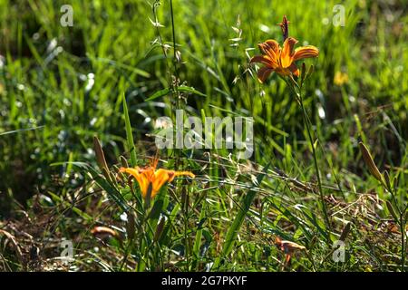 Lilium crocceum nell'erba illuminata dal sole al tramonto Foto Stock