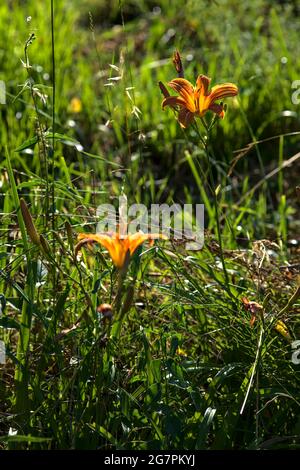 Lilium crocceum nell'erba illuminata dal sole al tramonto Foto Stock