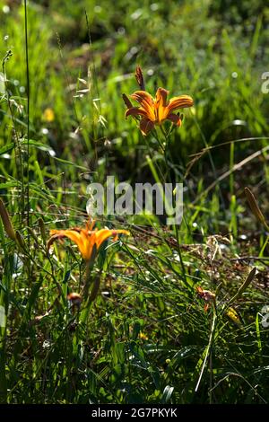 Lilium crocceum nell'erba illuminata dal sole al tramonto Foto Stock