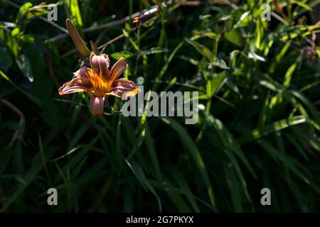 Lilium crocceum nell'erba illuminata dal sole al tramonto Foto Stock