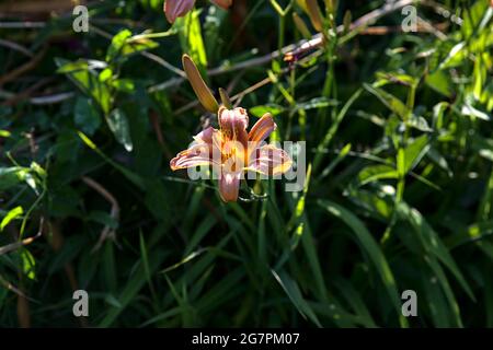 Lilium crocceum nell'erba illuminata dal sole al tramonto Foto Stock