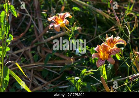 Lilium crocceum nell'erba illuminata dal sole al tramonto Foto Stock