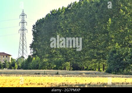 Campo di grano delimitato da un boschetto al tramonto Foto Stock