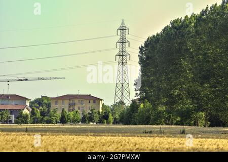 Campo di grano delimitato da un boschetto al tramonto Foto Stock