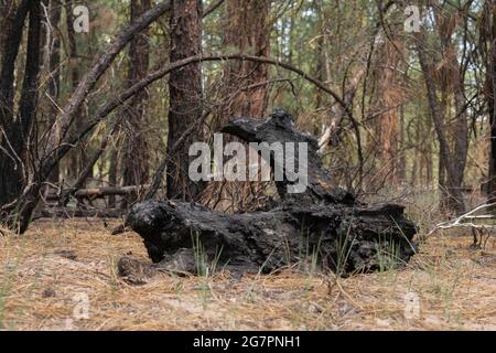 I resti di un albero bruciato nella foresta nazionale di Fremont-Winema. Foto Stock