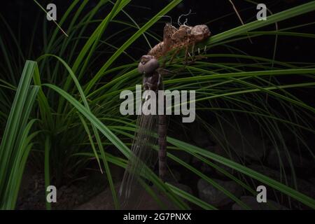 Un darner conosciuto anche come libellula del falco emerge come un adulto dalla relativa fase di vita della ninfa lungo un fiume della California. Foto Stock