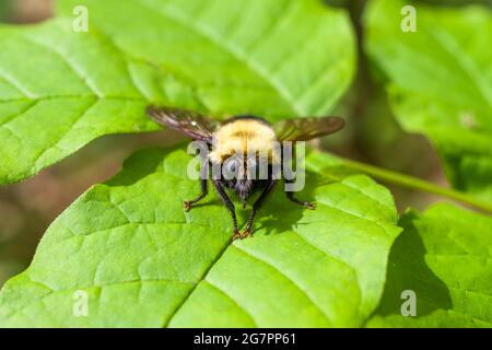 Il rapinatore vola in attesa di imboscata preda. Foto Stock