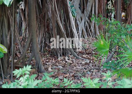 Radici di alberi di gomma (Ficus Elastica), che crescono su un'isola trafficata, San Fung Avenue, Sheung Shui, nuovi territori, Hong Kong 15 luglio 2021 Foto Stock