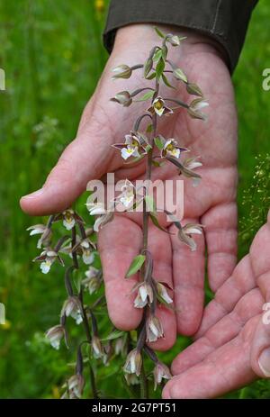 14 luglio 2021, Brandeburgo, Zehdenick: Una orchidea fiorente della specie Sumpf-Stendelwurz (Epipactis palustris), chiamata anche Sumpf-sitter, in un prato nel nord del Brandeburgo. Un buon occhio è importante quando si contano orchidee da parte dei dipendenti della guardia naturale Brandeburgo. Ogni panicolo del fiore deve essere visto. Secondo l'orologio naturale del Brandeburgo, circa 51,000 orchidee fiorite sono state registrate su determinate aree di conteggio. Nell'anno precedente ci sono stati poco meno di 30 000, nel 2016 solo poco meno di 14 000. 66 aree individuali in dieci grandi aree protette dello stato sono state esaminate secondo la th Foto Stock