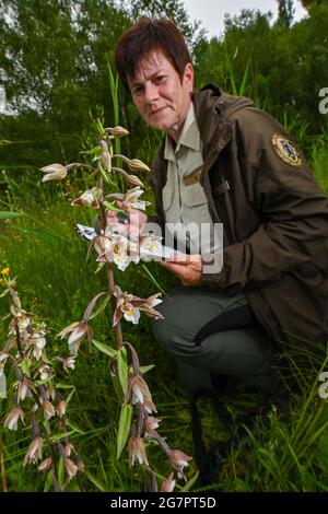 14 luglio 2021, Brandeburgo, Zehdenick: Katrin Lange, ranger del Brandeburgo Uckermärkische guardie della natura visto, conta orchidee della specie Sumpf-Stendelwurz (Epipelactis palustris), chiamato anche Sumpf-sitter, in un prato nel nord del Brandeburgo. Un buon occhio è importante. Ogni panicolo del fiore deve essere visto. Secondo l'orologio naturale del Brandeburgo, circa 51,000 orchidee fiorite sono state registrate su aree di conteggio definite. Nell'anno precedente ci sono stati poco meno di 30 000, nel 2016 solo poco meno di 14 000. 66 aree individuali in dieci grandi aree protette dello stato sono state esaminate secondo la t Foto Stock