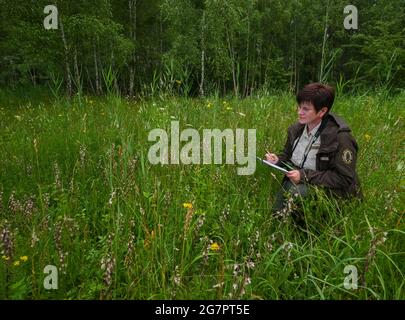 14 luglio 2021, Brandeburgo, Zehdenick: Katrin Lange, ranger del Brandeburgo Uckermärkische guardie della natura visto, conta orchidee della specie Sumpf-Stendelwurz (Epipelactis palustris), chiamato anche Sumpf-sitter, in un prato nel nord del Brandeburgo. Un buon occhio è importante. Ogni panicolo del fiore deve essere visto. Secondo l'orologio naturale del Brandeburgo, circa 51,000 orchidee fiorite sono state registrate su aree di conteggio definite. Nell'anno precedente ci sono stati poco meno di 30 000, nel 2016 solo poco meno di 14 000. 66 aree individuali in dieci grandi aree protette dello stato sono state esaminate secondo la t Foto Stock