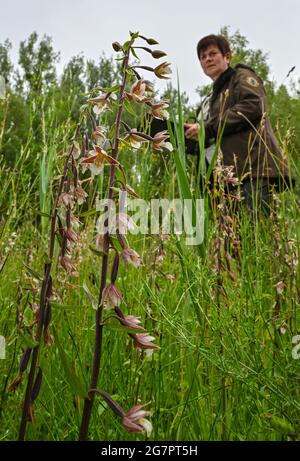 14 luglio 2021, Brandeburgo, Zehdenick: Katrin Lange, ranger del Brandeburgo Uckermärkische guardie della natura visto, conta orchidee della specie Sumpf-Stendelwurz (Epipelactis palustris), chiamato anche Sumpf-sitter, in un prato nel nord del Brandeburgo. Un buon occhio è importante. Ogni panicolo del fiore deve essere visto. Secondo l'orologio naturale del Brandeburgo, circa 51,000 orchidee fiorite sono state registrate su aree di conteggio definite. Nell'anno precedente, ci sono stati poco meno di 30 000, nel 2016 solo poco meno di 14 000. 66 aree individuali in dieci grandi aree protette dello stato sono state esaminate secondo Foto Stock