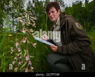 14 luglio 2021, Brandeburgo, Zehdenick: Katrin Lange, ranger del Brandeburgo Uckermärkische guardie della natura visto, conta orchidee della specie Sumpf-Stendelwurz (Epipelactis palustris), chiamato anche Sumpf-sitter, in un prato nel nord del Brandeburgo. Un buon occhio è importante. Ogni panicolo del fiore deve essere visto. Secondo l'orologio naturale del Brandeburgo, circa 51,000 orchidee fiorite sono state registrate su aree di conteggio definite. Nell'anno precedente ci sono stati poco meno di 30 000, nel 2016 solo poco meno di 14 000. 66 aree individuali in dieci grandi aree protette dello stato sono state esaminate secondo la t Foto Stock