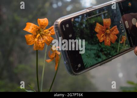 Uno smartphone utilizzato per scattare una foto di un fiore di giglio selvatico (Lilium sp) nella foresta della California settentrionale nella contea di del Norte. Foto Stock