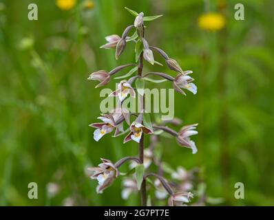 14 luglio 2021, Brandeburgo, Zehdenick: Una orchidea fiorente della specie Sumpf-Stendelwurz (Epipactis palustris), chiamata anche Sumpf-sitter, in un prato nel nord del Brandeburgo. Un buon occhio è importante quando si contano orchidee da parte dei dipendenti della guardia naturale Brandeburgo. Ogni panicolo del fiore deve essere visto. Secondo l'orologio naturale del Brandeburgo, circa 51,000 orchidee fiorite sono state registrate su determinate aree di conteggio. Nell'anno precedente ci sono stati poco meno di 30 000, nel 2016 solo poco meno di 14 000. 66 aree individuali in dieci grandi aree protette dello stato sono state esaminate secondo la th Foto Stock