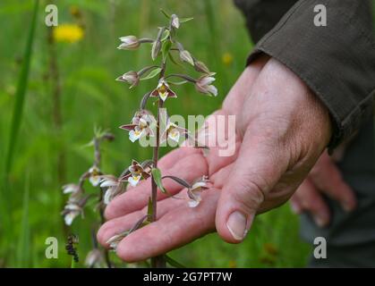 14 luglio 2021, Brandeburgo, Zehdenick: Una orchidea fiorente della specie Sumpf-Stendelwurz (Epipactis palustris), chiamata anche Sumpf-sitter, in un prato nel nord del Brandeburgo. Un buon occhio è importante quando si contano orchidee da parte dei dipendenti della guardia naturale Brandeburgo. Ogni panicolo del fiore deve essere visto. Secondo l'orologio naturale del Brandeburgo, circa 51,000 orchidee fiorite sono state registrate su determinate aree di conteggio. Nell'anno precedente ci sono stati poco meno di 30 000, nel 2016 solo poco meno di 14 000. 66 aree individuali in dieci grandi aree protette dello stato sono state esaminate secondo la th Foto Stock