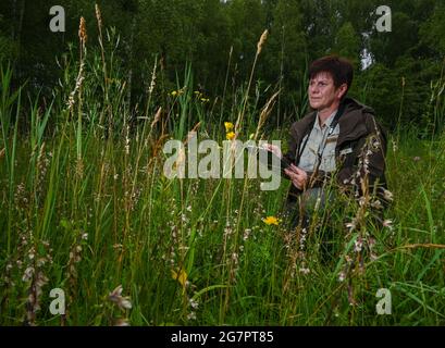 14 luglio 2021, Brandeburgo, Zehdenick: Katrin Lange, ranger del Brandeburgo Uckermärkische guardie della natura visto, conta orchidee della specie Sumpf-Stendelwurz (Epipelactis palustris), chiamato anche Sumpf-sitter, in un prato nel nord del Brandeburgo. Un buon occhio è importante. Ogni panicolo del fiore deve essere visto. Secondo l'orologio naturale del Brandeburgo, circa 51,000 orchidee fiorite sono state registrate su aree di conteggio definite. Nell'anno precedente, ci sono stati poco meno di 30 000, nel 2016 solo poco meno di 14 000. 66 aree individuali in dieci grandi aree protette dello stato sono state esaminate secondo Foto Stock