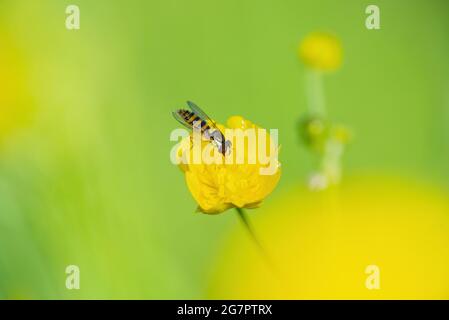 Esotico colorato Fly Drosophila Diptera Hoverfly Insect pollinating Flower Macro Foto Stock