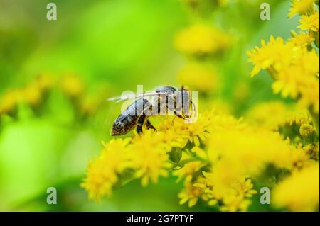 Miele Bee Insect impollinante Wild Yellow Flowers Foto Stock