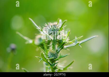 Fioritura di bardana fiore pianta di erba medicinale Close-up Foto Stock