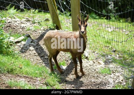 Molló Parc Animali situati nella regione di Ripolles, provincia di Gerona, Catalogna, Spagna Foto Stock