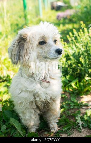 Bel cane cinese crestato nel parco il giorno di sole estate. Cane pedigree. Foto Stock