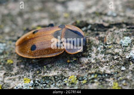 Foto closeup di scarnivoro a quattro punti carnitano, Dendroxena quadrimaculata. Foto Stock