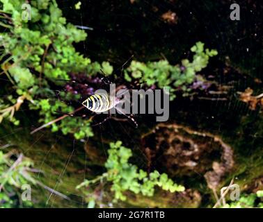 Ragno Agriope seduto sul web nella foresta. Macro insetto foto Foto Stock