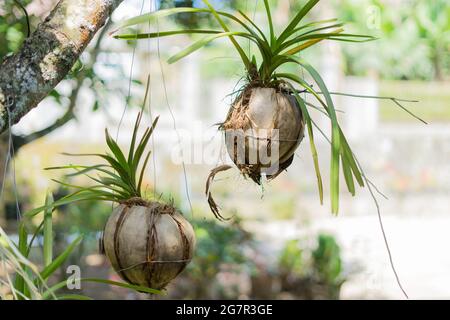 Orchidea piantata su bucce di cocco appese con filo su un albero con fuoco morbido e sfondo bokeh Foto Stock