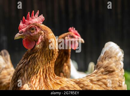 Primo piano di un pollo marrone chiaro con un grosso pettine rosso in una giornata di sole Foto Stock