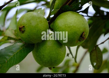 Indonesia Yogyakarta - Guava Fruit - Psidium guajava Foto Stock