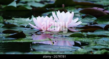 Il bellissimo fiore rosa di loto o giglio d'acqua riflessione con l'acqua nel laghetto.il riflesso del loto rosa con l'acqua. Foto Stock