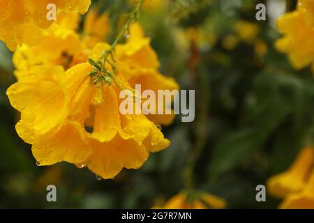 Primo piano di Dewy Allamanda catartica ( Golden Trumpet ), fuoco selettivo. Foto Stock