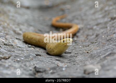 Lucertola senza gambe Sheltopusik Pseudopus apodus. La lucertola sembra un serpente sul terreno. Messa a fuoco selettiva Foto Stock