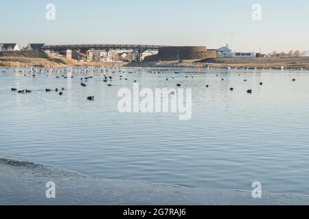 Oche selvatiche galleggianti sulle acque ghiacciate del lago Foto Stock