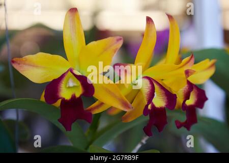 Orchidee Cattleya, orchidee corsarda, fiori di orchidee, Siam Paragon, Centro commerciale, Pathum WAN, Bangkok, Thailandia, Asia Foto Stock