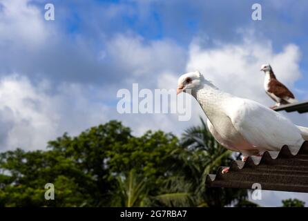 Un piccione bianco in piedi su un tetto di stagno primo piano al mattino Foto Stock